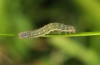 Noctua fimbriata: Young larva [S]