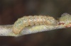 Noctua fimbriata: Young larva (November 2010) [S]