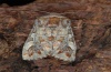 Panolis flammea: Female (e.l. eastern Swabian Alb , larva in 2012) [S]