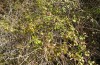 Trigonophora flammea: Habitat with Rubus stands (Spain, Albacete, Pedro Andres, early April 2025) [N]