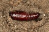 Trigonophora flammea: Pupa (e.l. rearing, Spain, Albacete, Pedro Andres, larvae found in early April 2025) [S]