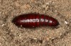 Trigonophora flammea: Pupa (e.l. rearing, Spain, Albacete, Pedro Andres, larvae found in early April 2025) [S]