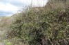 Trigonophora flammea: Habitat with Rubus stands (Spain, Albacete, Pedro Andres, early April 2025) [N]