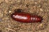 Trigonophora flammea: Pupa (e.l. rearing, Spain, Albacete, Pedro Andres, larvae found in early April 2025) [S]