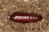 Trigonophora flammea: Pupa (e.l. rearing, Spain, Albacete, Pedro Andres, larvae found in early April 2025) [S]