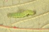 Trigonophora flammea: Young larva (Spain, Albacete, Pedro Andres, early April 2025) [M]