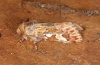 Panolis flammea: Male (e.l. eastern Swabian Alb, larva in June 2012) [S]