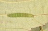 Trigonophora flammea: Young larva (Spain, Albacete, Pedro Andres, early April 2025) [M]