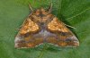 Anomis flava: Männchen (La Palma, e.l. Dezember 2010) [S]