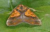 Anomis flava: Männchen (La Palma, e.l. Dezember 2010) [S]