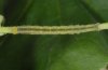 Anomis flava: Raupe (La Palma, Dezember 2010) [S]