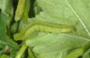 Anomis flava: Raupe (La Palma, Dezember 2010) [S]