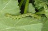 Anomis flava: Raupe (La Palma, Dezember 2010) [S]