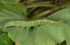 Anomis flava: Raupe (La Palma, Dezember 2010) [S]