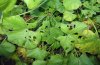 Anomis flava: Frassbild der Raupen an Malva (La Palma, Dezember 2010) [N]