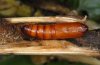 Gortyna flavago: Pupa (Memmingen, August 2010) [M]