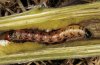 Gortyna flavago: Larva (Memmingen, July 2011) [S]
