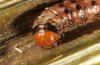 Gortyna flavago: Larva: head [S]