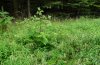 Gortyna flavago: Larval habitat in a spruce forest near Memmingen: Arctium lappa in a forest road side verge in late June 2011. [N]