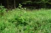 Gortyna flavago: Larvalhabitat in einem Fichtenforst bei Memmingen: Arctium lappa im Wegsaum, Ende Juni 2011. [N]