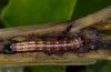 Gortyna flavago: Half-grown larva in Arctium lappa stem, Memmingen, S-Germany, late June 2011. [M]