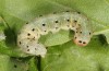 Achlya flavicornis: Larva (NE-Germany, Müritz, late May 2013) [S]