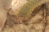 Pechipogo flavicrinalis: Larva (breeding photo, Sardinia, Meana Sardo, 590m, female on 20.09.2016, leg. Christian Siegel) [S]