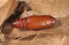 Pechipogo flavicrinalis: Pupa (breeding photo, Sardinia, Meana Sardo, 590m, female on 20.09.2016, leg. Christian Siegel) [S]