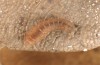 Pechipogo flavicrinalis: Half-grown larva (breeding photo, Sardinia, Meana Sardo, 590m, female on 20.09.2016, leg. Christian Siegel) [S]