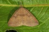 Pechipogo flavicrinalis: Falter (Zuchtphoto, Sardinien, Meana Sardo, 590m, Weibchen am 20.09.2016, leg. Christian Siegel) [S]