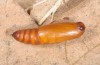 Pechipogo flavicrinalis: Pupa (breeding photo, Sardinia, Meana Sardo, 590m, female on 20.09.2016, leg. Christian Siegel) [S]