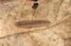 Pechipogo flavicrinalis: Half-grown larva (breeding photo, Sardinia, Meana Sardo, 590m, female on 20.09.2016, leg. Christian Siegel) [S]