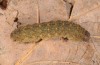 Pechipogo flavicrinalis: Raupe (Zuchtphoto, Sardinien, Meana Sardo, 590m, Weibchen am 20.09.2016, leg. Christian Siegel) [S]