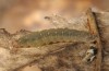 Pechipogo flavicrinalis: Raupe (Zuchtphoto, Sardinien, Meana Sardo, 590m, Weibchen am 20.09.2016, leg. Christian Siegel) [S]