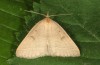 Pechipogo flavicrinalis: Adult (breeding photo, Sardinia, Meana Sardo, 590m, female on 20.09.2016, leg. Christian Siegel) [S]