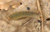 Pechipogo flavicrinalis: Larva (breeding photo, Sardinia, Meana Sardo, 590m, female on 20.09.2016, leg. Christian Siegel) [S]