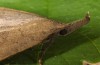 Pechipogo flavicrinalis: Falter (Zuchtphoto, Sardinien, Meana Sardo, 590m, Weibchen am 20.09.2016, leg. Christian Siegel) [S]