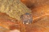 Pechipogo flavicrinalis: Larva (breeding photo, Sardinia, Meana Sardo, 590m, female on 20.09.2016, leg. Christian Siegel) [S]