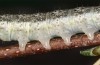 Tetheella fluctuosa: Raupe (e.l. Lüneburger Heide, Raupe im August 2020) [S]