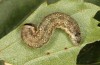Tetheella fluctuosa: Larva (e.l. rearing, northern Germany, Lüneburger Heide, larva in August 2020) [S]