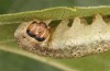 Tetheella fluctuosa: Larva (e.l. rearing, northern Germany, Lüneburger Heide, larva in August 2020) [S]