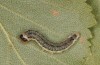 Tetheella fluctuosa: Larva (e.l. rearing, northern Germany, Lüneburger Heide, larva in August 2020) [S]