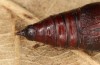 Tetheella fluctuosa: Pupa (e.l. rearing, northern Germany, Lüneburger Heide, larva in August 2020) [S]