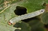 Tetheella fluctuosa: Halbwüchsige Raupe (e.l. Lüneburger Heide, Raupe im August 2020) [S]