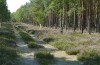 Tetheella fluctuosa: Larvalhabitat: Birken auf einer Schneise durch Kiefernwald (Lüneburger Heide, Raupe im August 2020) [N]