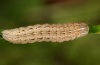 Leucania fortunata: Raupe (La Gomera, Dezember 2011) [S]