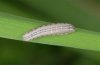 Leucania fortunata: Young larva (La Gomera, December 2009) [M]