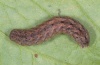 Mniotype fratellum: Raupe (e.l. La Palma, Dezember 2012) [S]