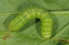 Mniotype fratellum: Halbwüchsige Raupe (La Palma, Dezember 2012) [S]