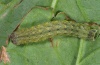 Mniotype fratellum: Larva (e.l. La Palma 2012) [S]